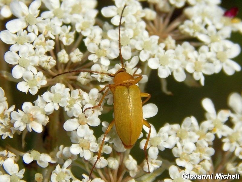 Cteniopus sulphureus, Alleculinae